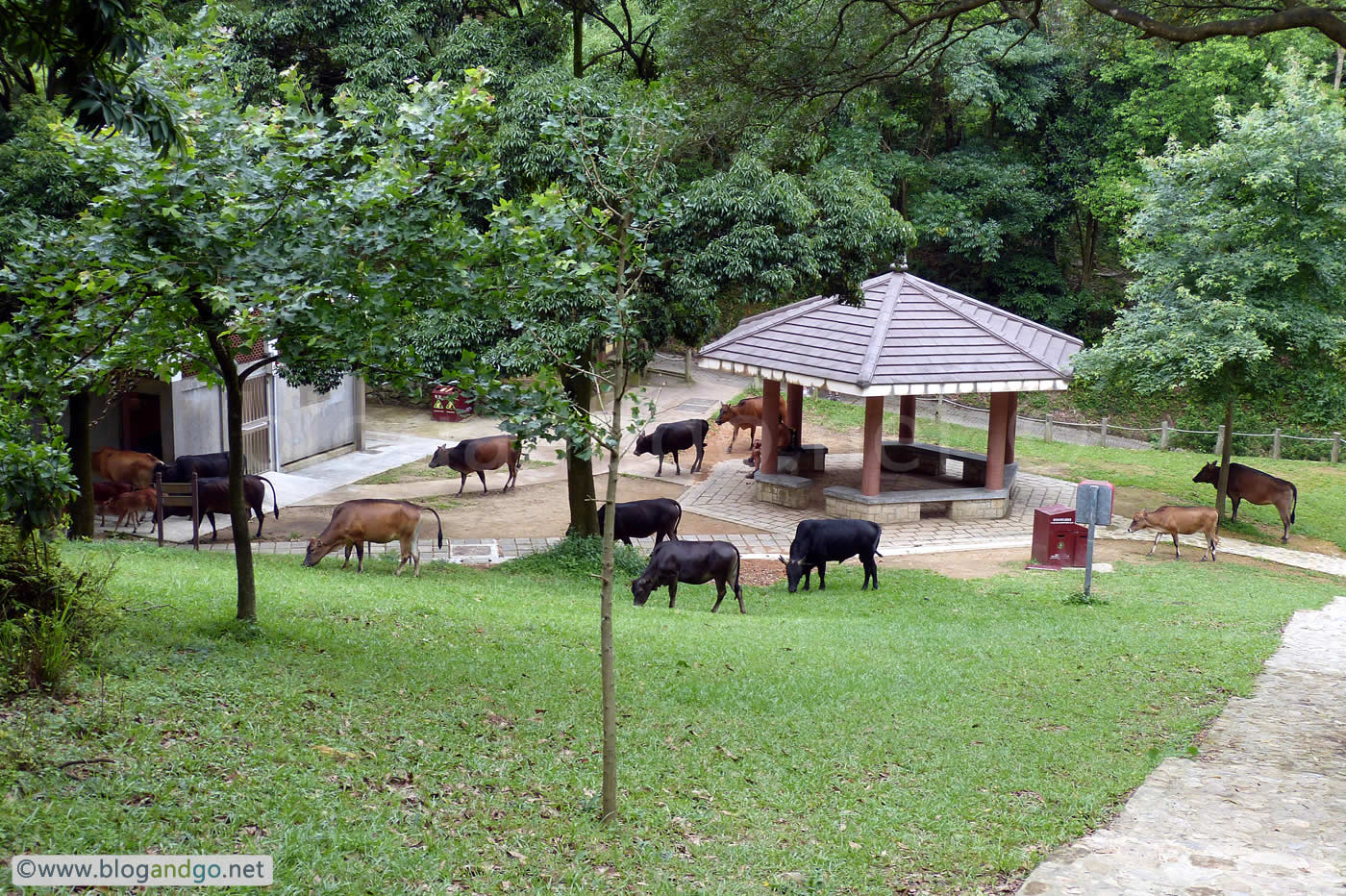 Maclehose 8 - Cows taking over the toilet